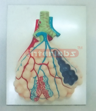 MIDDLE MAGNIFIED PULM ONARY ALVEOLI MODEL